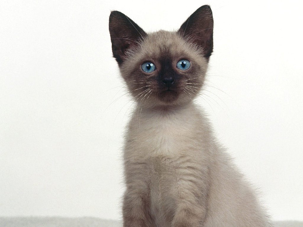 Addison, Siamese Mix